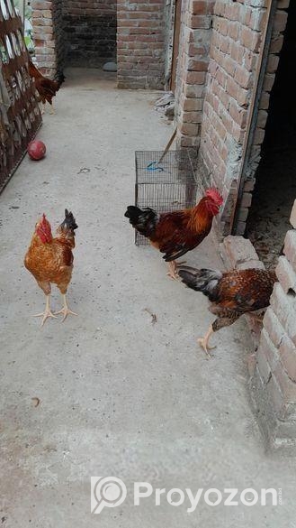 বড় টাইগার মুরগি