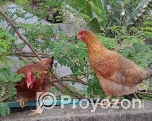 fitted-2025-11-17T100120.061_2025-11-17_10-02-44