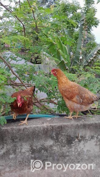 বড় টাইগার মুরগি