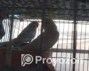 fitted-2025-11-17T110403.906_2025-11-17_11-05-27