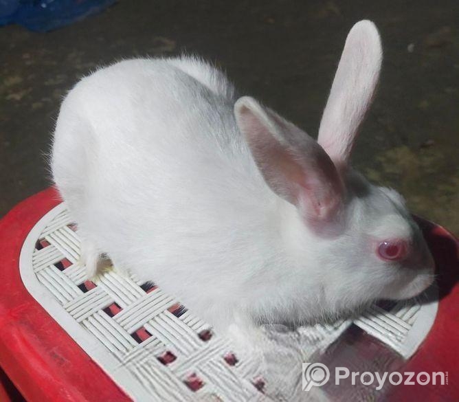 ছেলে খরগোশ