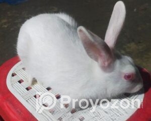 fitted-2025-11-17T110930.474_2025-11-17_11-11-30-Copy