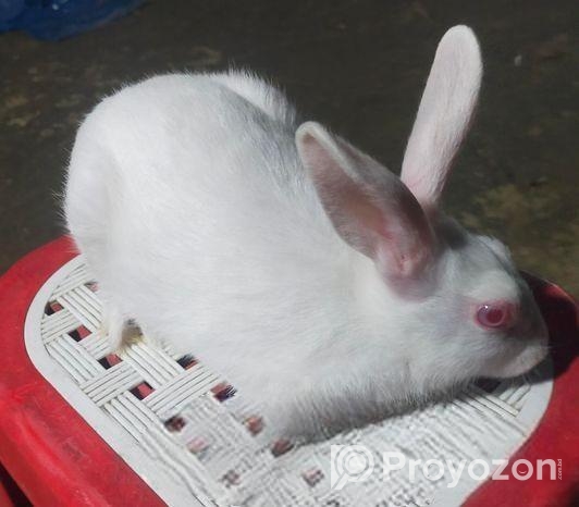 ছেলে খরগোশ