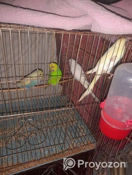 ৩টি ফিমেল ও ১টি মেল বাজরিগার বিক্রি