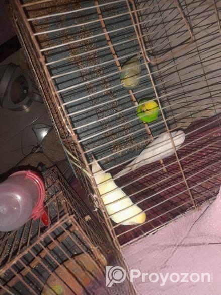 ৩টি ফিমেল ও ১টি মেল বাজরিগার বিক্রি