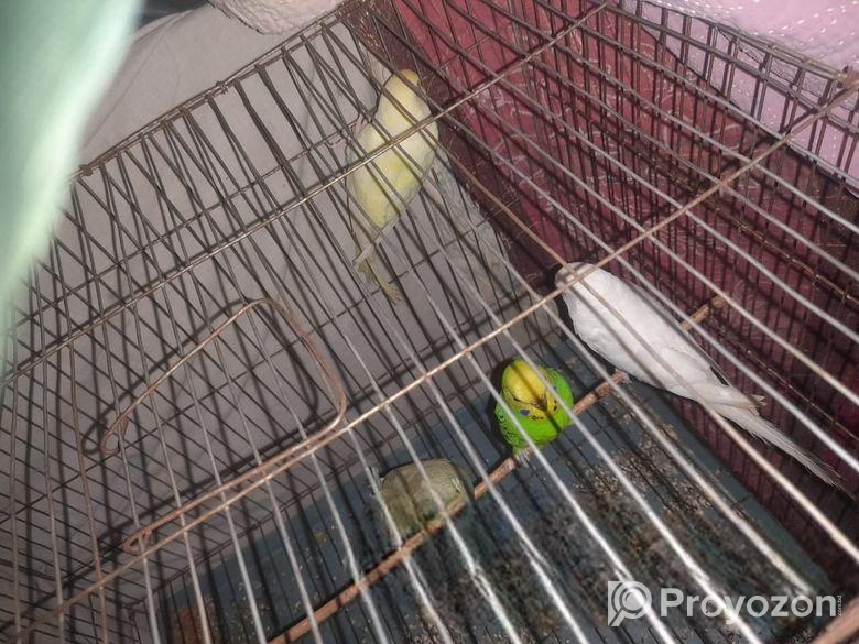 ৩টি ফিমেল ও ১টি মেল বাজরিগার বিক্রি
