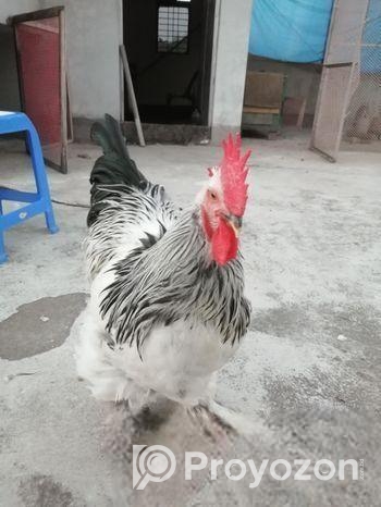 Light Brahama (মোরোগ)