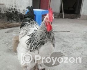 fitted-2025-11-17T112837.090_2025-11-17_11-29-44