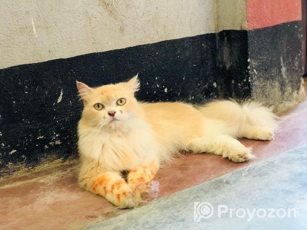 Parsian Cat