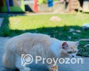 fitted-2025-11-19T143037.646_2025-11-19_14-31-47