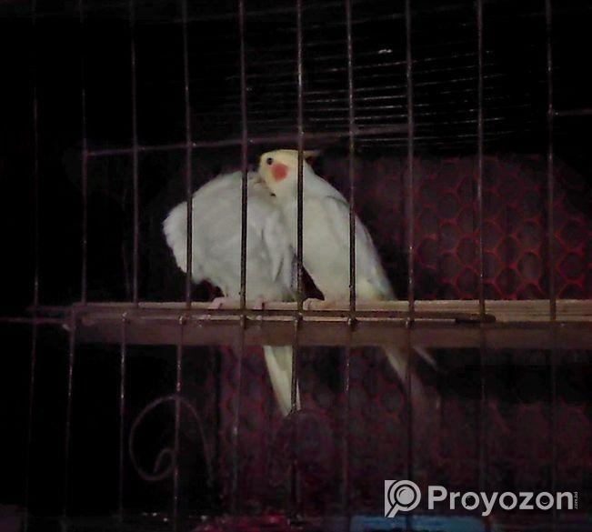 Master Pair Cocatel Sell Hoba