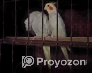 fitted-2025-11-23T100142.035_2025-11-23_10-04-04