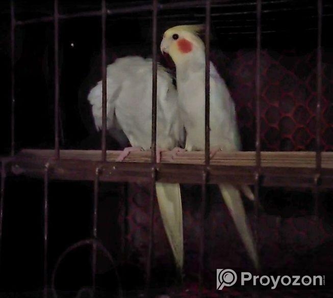 Master Pair Cocatel Sell Hoba