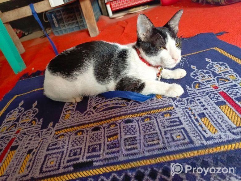 পোষা বিড়াল