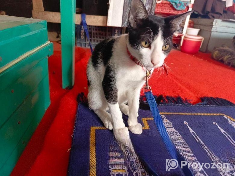 পোষা বিড়াল