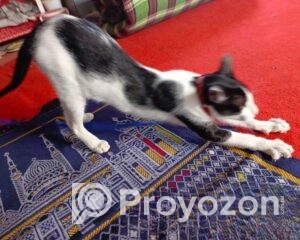 fitted-2025-11-23T102819.303_2025-11-23_10-30-03