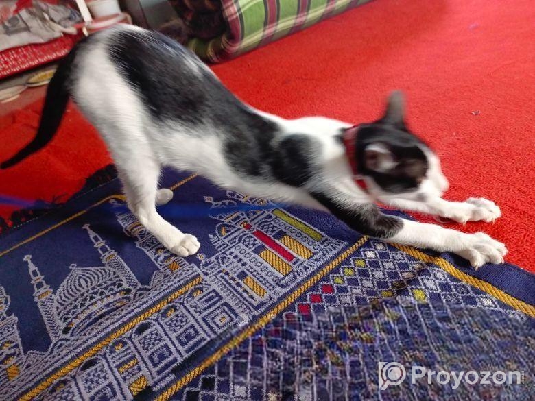 পোষা বিড়াল