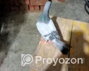 fitted-20_2025-11-01_11-45-08