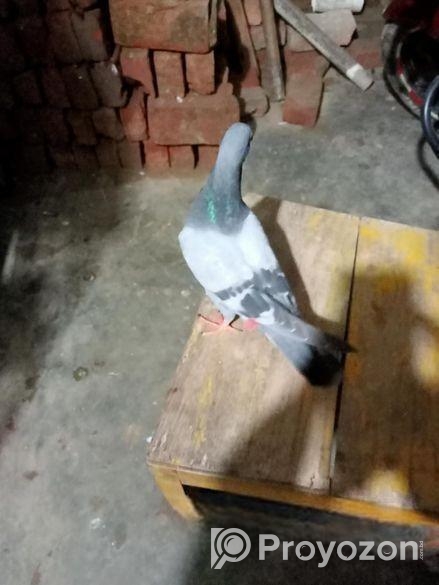 একটা সবজি রেসার ও শিরাজী