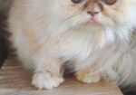 Persian adult female cat