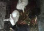 Rabbit Sell