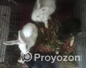 fitted-20_2025-11-09_09-51-19