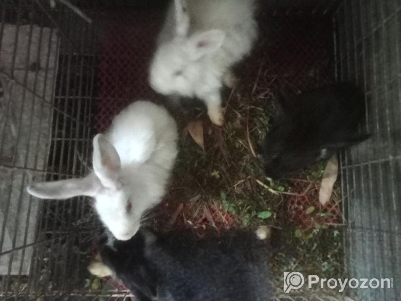 Rabbit Sell