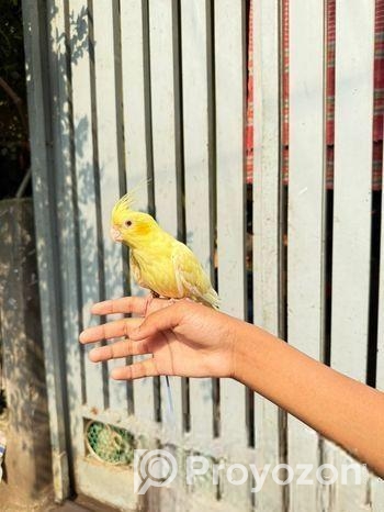 Lutino Heavy Pearl Cockatiel Red Eye