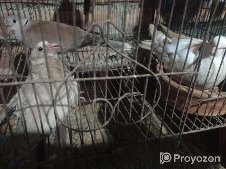 অস্ট্রেলিয়ান ঘুঘু