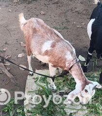 fitted-20_2025-11-17_10-53-28