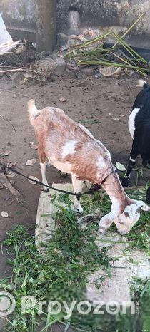 মাটি ছাগল