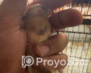 fitted-20_2025-11-18_10-16-23