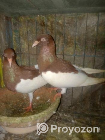 কিছু মেগপাই ও দেশি কবুতর বিক্রি হবে..