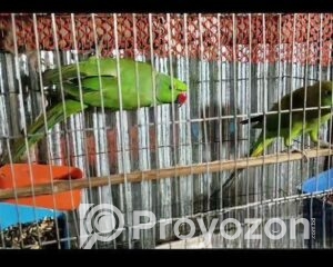 fitted-20_2025-11-22_11-07-38