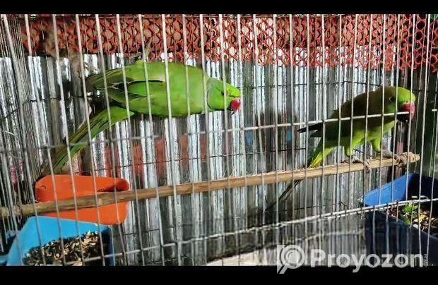 রিংনেক টিয়া পাখি