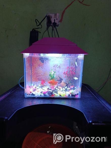 একুরিয়াম ফিস