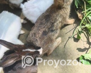 fitted-21_2025-11-03_18-24-09