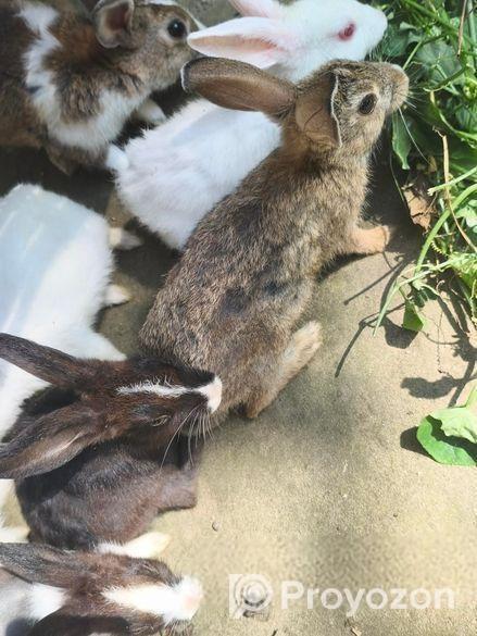 6 পিস খরগোশ বিক্রি করা হয়