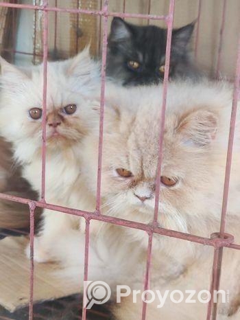 Persian adult female cat