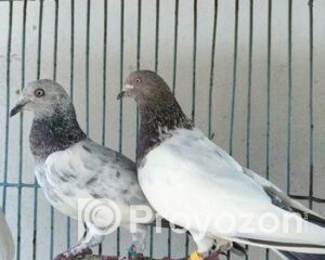 fitted-21_2025-11-09_15-28-32