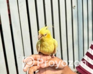 fitted-21_2025-11-13_09-40-35