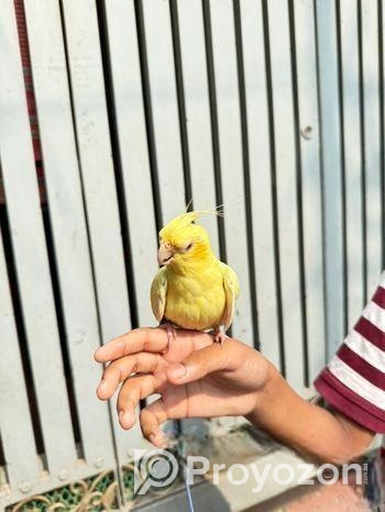 Lutino Heavy Pearl Cockatiel Red Eye