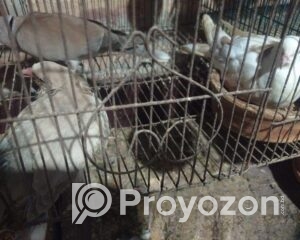 fitted-21_2025-11-15_09-51-16