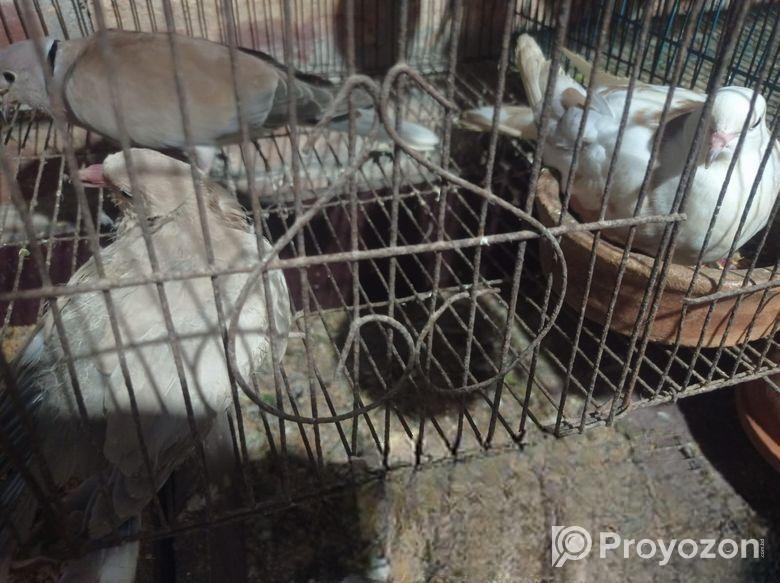 অস্ট্রেলিয়ান ঘুঘু