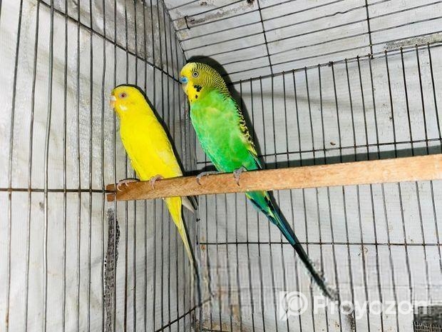 বাজরিগার রানিং জোড়া