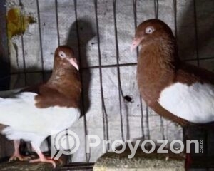 fitted-21_2025-11-19_10-12-12