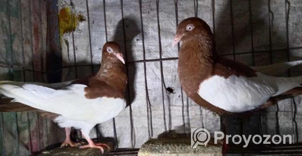 কিছু মেগপাই ও দেশি কবুতর বিক্রি হবে..