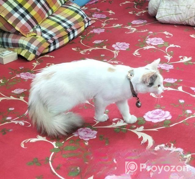 ফারসিয়ান মাদী বিড়াল