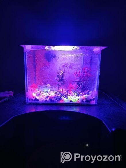 একুরিয়াম ফিস