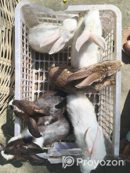 6 পিস খরগোশ বিক্রি করা হয়